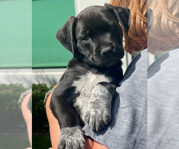 Medium Photo #1 Pointer-Unknown Mix Puppy For Sale in Dana Point, CA, USA