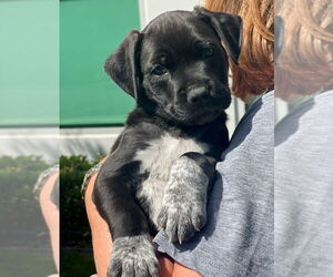 Pointer-Unknown Mix Dogs for adoption in Dana Point, CA, USA
