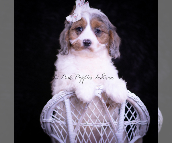 Medium Photo #87 Cavapoo (Miniature) Puppy For Sale in WARSAW, IN, USA