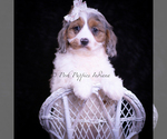 Small Photo #87 Cavapoo (Miniature) Puppy For Sale in WARSAW, IN, USA