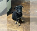 Small Photo #4 German Shepherd Dog Puppy For Sale in BURBANK, IL, USA