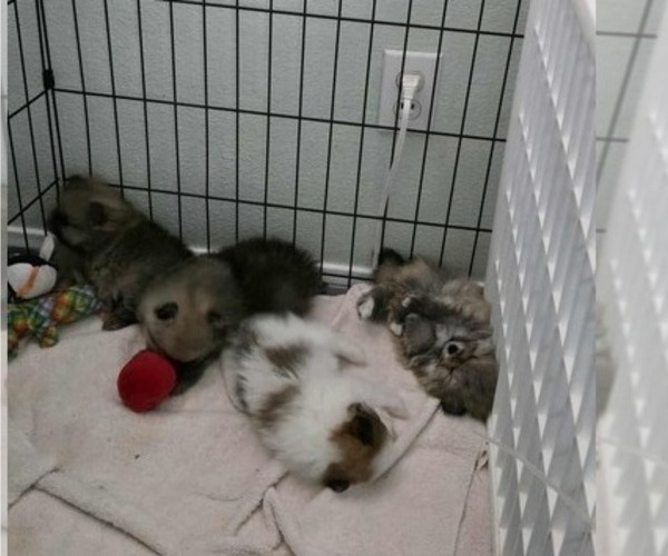 Medium Photo #6 Pomeranian Puppy For Sale in MENIFEE, CA, USA