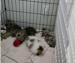 Small Photo #20 Pomeranian Puppy For Sale in MENIFEE, CA, USA