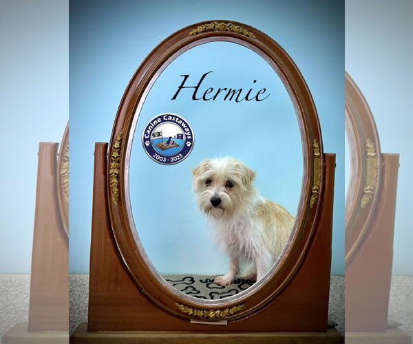 Medium Photo #4 Maltese-Unknown Mix Puppy For Sale in Arcadia, FL, USA