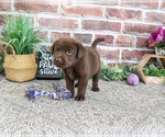 Small #3 Labrador Retriever