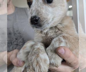 Australian Cattle Dog Puppy for sale in PUYALLUP, WA, USA