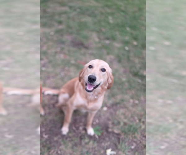 Medium Photo #1 Golden Retriever-Shiba Inu Mix Puppy For Sale in OLATHE, KS, USA