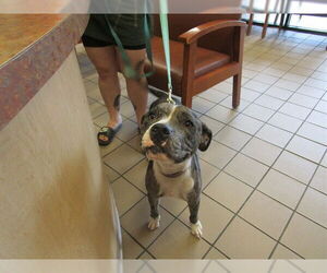 Catahoula Leopard Dog-Unknown Mix Dogs for adoption in Ocala, FL, USA