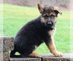 Small Photo #3 German Shepherd Dog Puppy For Sale in FREDERICKSBURG, OH, USA