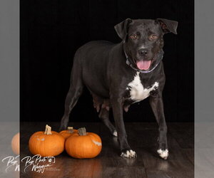 Labrador Retriever-Unknown Mix Dogs for adoption in Claremore, OK, USA