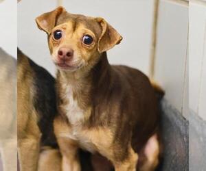 Chihuahua Dogs for adoption in San Antonio, TX, USA
