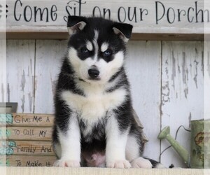 Siberian Husky Puppy for sale in FREDERICKSBG, OH, USA