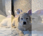 Small Photo #34 Golden Retriever Puppy For Sale in MODESTO, CA, USA