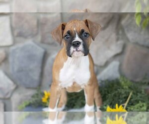 Medium Boxer