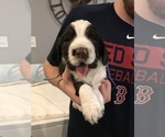 Puppy 1 English Springer Spaniel