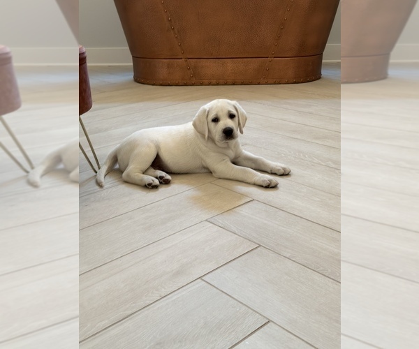 Medium Photo #4 Labrador Retriever Puppy For Sale in GREER, SC, USA