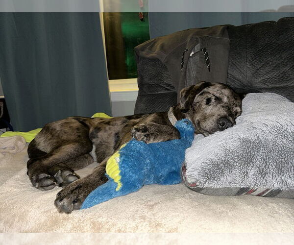 Medium Photo #3 Australian Shepherd-Catahoula Leopard Dog Mix Puppy For Sale in Aurora, IN, USA