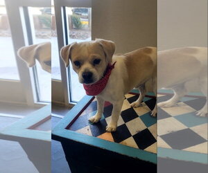 Chihuahua-Unknown Mix Dogs for adoption in Grafton, WI, USA