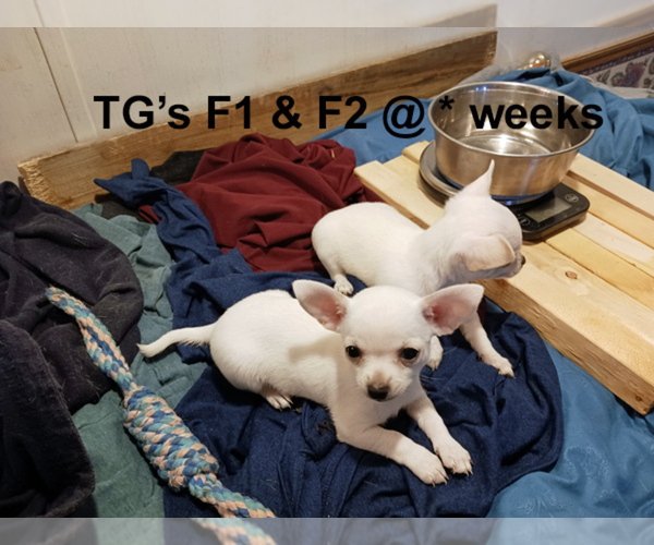 Medium Photo #16 Chihuahua Puppy For Sale in BELLE FOURCHE, SD, USA