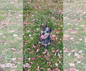 Ivy - Female Mutt Dog for Adoption - Photo #4