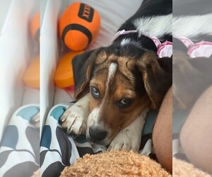 Beagle Puppy for sale in PHILA, PA, USA