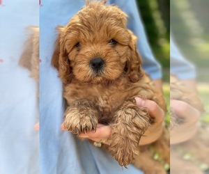 Cavapoo Puppy for sale in MADISON, IN, USA