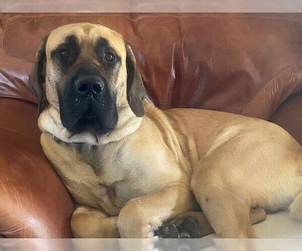 Medium Photo #1 Mastiff Puppy For Sale in Edmond, OK, USA
