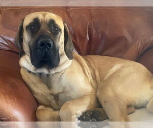 Mastiff Dogs for adoption in Edmond, OK, USA