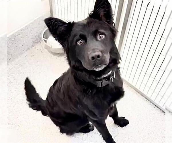 Medium Photo #3 Labrador Retriever-Unknown Mix Puppy For Sale in Houston, TX, USA