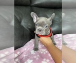 Small Photo #20 French Bulldog Puppy For Sale in SAN BERNARDINO, CA, USA