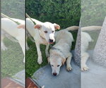 Small #5 Labrador Retriever Mix