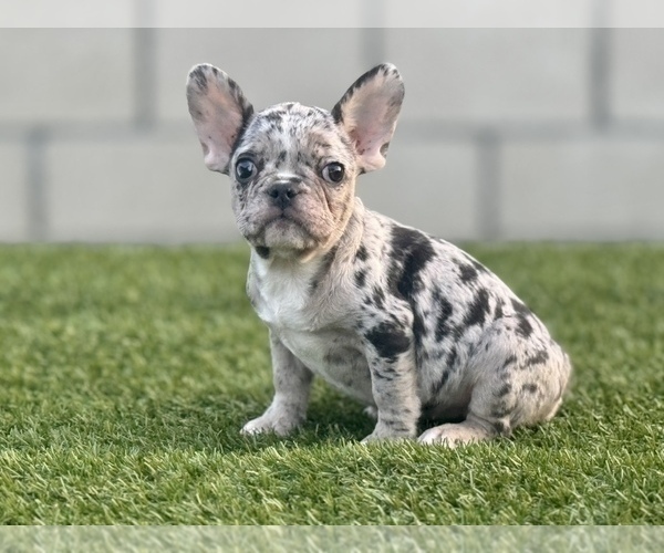 Medium Photo #7 French Bulldog Puppy For Sale in TUCSON, AZ, USA