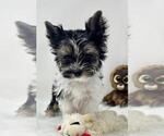 Small #21 Yorkshire Terrier