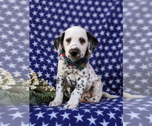 Dalmatian Puppy for sale in QUARRYVILLE, PA, USA