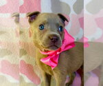 Small #1 Black Mouth Cur-Labrador Retriever Mix