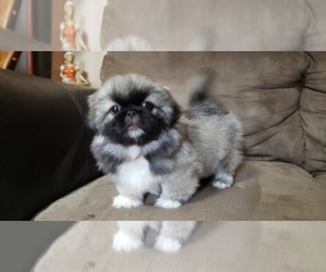 Pekingese Puppy for sale in MAURICE, LA, USA