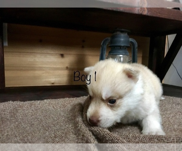 Medium Photo #2 Siberian Husky Puppy For Sale in PALESTINE, WV, USA