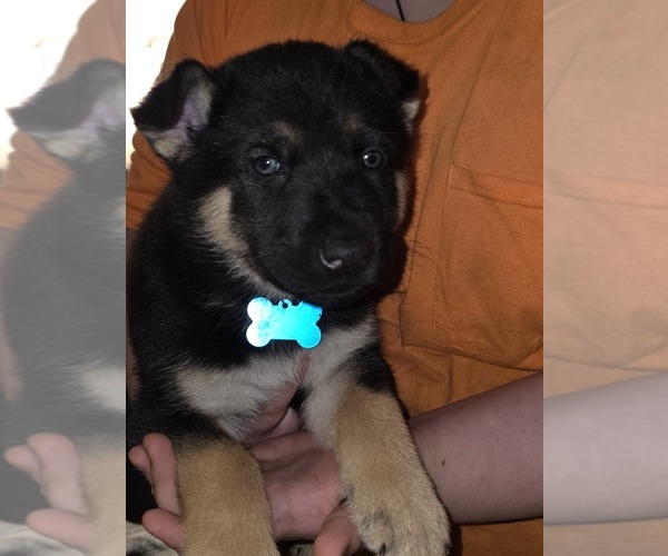 Medium Photo #1 Gerberian Shepsky Puppy For Sale in GREENSBORO, NC, USA
