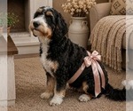 Sencha - Female Bernedoodle mix (+ Poodle Standard) Puppy for Sale - Photo #4
