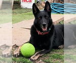 Small German Shepherd Dog