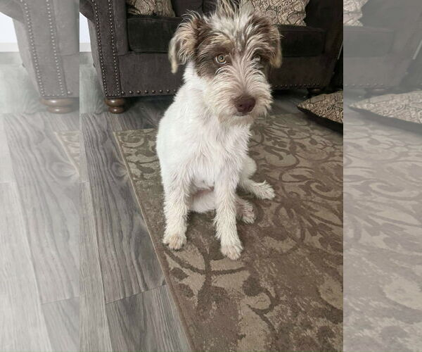 Medium Photo #2 Mutt Puppy For Sale in Grafton, WI, USA