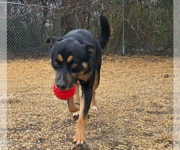 Medium Photo #4 Australian Shepherd-Unknown Mix Puppy For Sale in Anniston, AL, USA