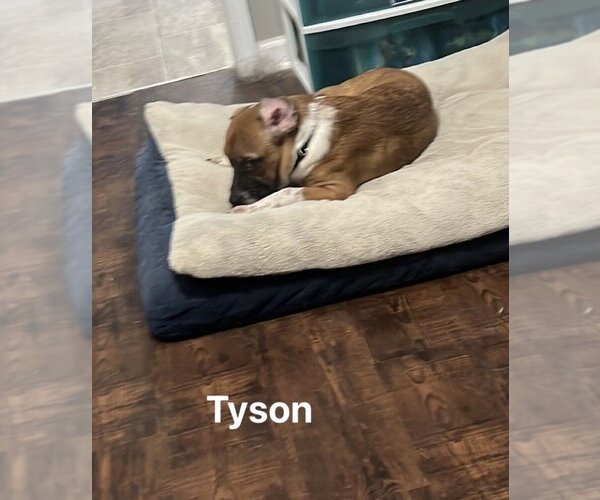 Medium Photo #18 Beagle-Mountain Cur Mix Puppy For Sale in Ridgefield, CT, USA