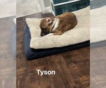 Small #17 Beagle-Mountain Cur Mix