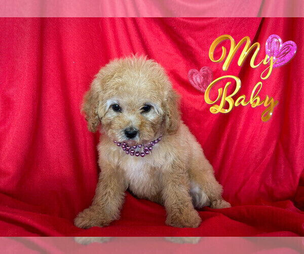 Medium Photo #4 Maltipoo Puppy For Sale in SAN FRANCISCO, CA, USA