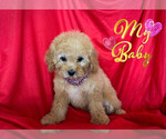 Small Photo #4 Maltipoo Puppy For Sale in SAN FRANCISCO, CA, USA