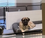 Small #2 Mastiff