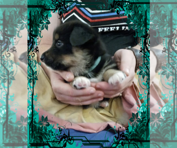 Medium Photo #11 Australian Shepherd-Pembroke Welsh Corgi Mix Puppy For Sale in GALLEGOS, NM, USA