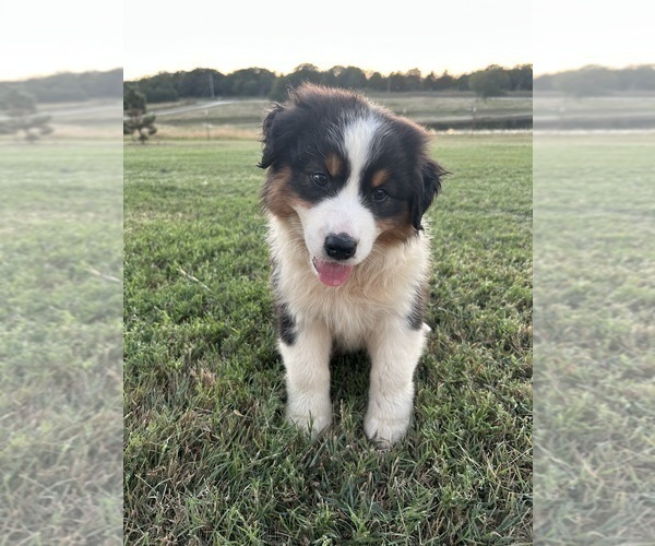 Medium Photo #2 Australian Shepherd Puppy For Sale in ADA, OK, USA