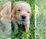 Small Photo #4 Golden Retriever Puppy For Sale in EDOM, TX, USA